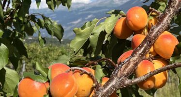 Die Walliser Aprikosen sind zurück und das Rekordverdächtigt: Wir besuchen einen Aprikosenproduzenten aus dem Oberwallis.