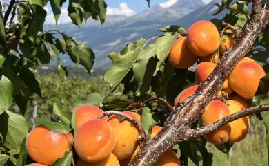 Die Walliser Aprikosen sind zurück und das Rekordverdächtigt: Wir besuchen einen Aprikosenproduzenten aus dem Oberwallis.