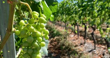 « Wimdärziit »: Salgesch startet eine neue Weinwanderung Anfang September