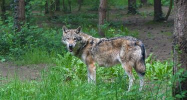 Seit 2023 können Wolfsrudel im Wallis proaktiv reguliert werden. Mit welchen Auswirkungen?