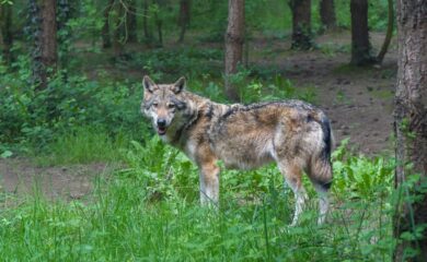 Seit 2023 können Wolfsrudel im Wallis proaktiv reguliert werden. Mit welchen Auswirkungen?