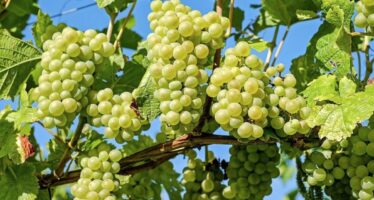 Weinbranche unter Druck: Innerhalb von einem Jahr ist der Konsum von Schweizer Wein um 16 Prozent zurückgegangen. Bei der Spätlese in Fully wird klar: Jetzt muss die Politik handeln.