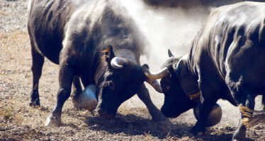 Neue Ringkuhkampf-Arena in Turtmann: Die Oberwalliser Eringer Viehzucht Genossenschaften sind sich einig. Turtmann soll der neue Standort für eine neue Arena im Oberwallis werden.