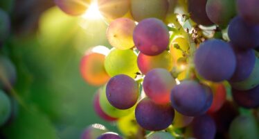 Wein, Piwi und Gesang: Sieben neue Rebsorten erweitern künftig das Weinerlebnis