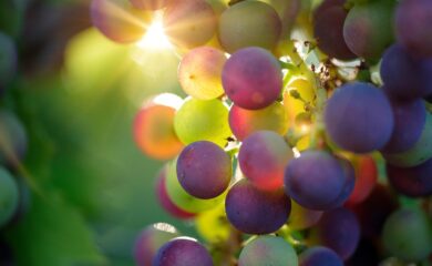 Wein, Piwi und Gesang: Sieben neue Rebsorten erweitern künftig das Weinerlebnis