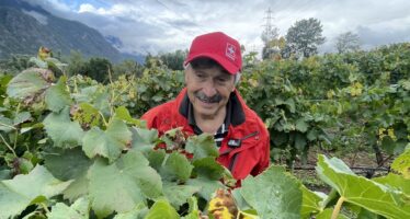 Weinernte ohne Augenlicht. Blinde Menschen aus der ganzen Schweiz helfen bei der Traubenernte in Salgesch mit.