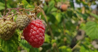 Framboise de Nendaz: une culture en déclin