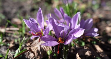 TAGESINFO vom 31.10.2025