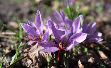 TAGESINFO vom 31.10.2025