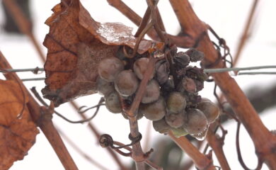 TAGESINFO vom 27.11.2025