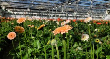 Commerce des fleurs: un équilibre épineux
