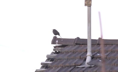 TAGESINFO vom 11.03.2026