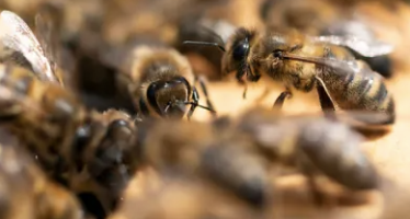 Für Kinder und Erwachsene: Alles über Bienen und ihre wichtige Rolle in der Natur