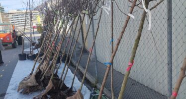 Aprilschnee verursachte in Brig grosse Schäden an Bäumen. Die Stadt reagiert mit einer unbürokratischen Hilfsaktion – so findet ein Baum im Garten der Familie Kalbermatten ein neues Zuhause.