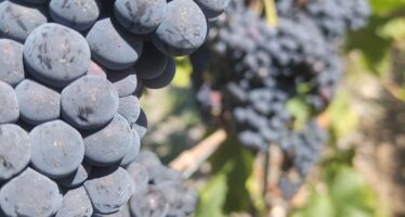 Folge des Klimawandels: So früh wie in diesem Jahr war die Weinernte noch nie.