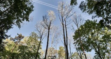 Ausbleibender Regen und anhaltende Hitze setzen dem Walliser Wald zu