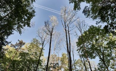 Ausbleibender Regen und anhaltende Hitze setzen dem Walliser Wald zu