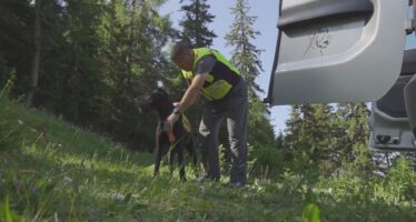 Schnauze tief: Teams mit Geländesuchhunden trainieren oberhalb von Guttet-Feschel den Ernstfall