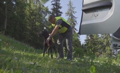 Schnauze tief: Teams mit Geländesuchhunden trainieren oberhalb von Guttet-Feschel den Ernstfall