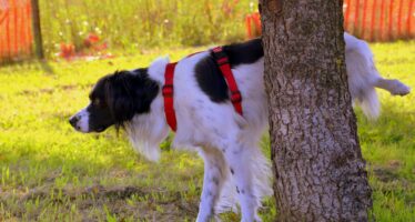 Hunde-Urin wegspülen: Wäre eine Wasserpflicht auch im Oberwallis denkbar?