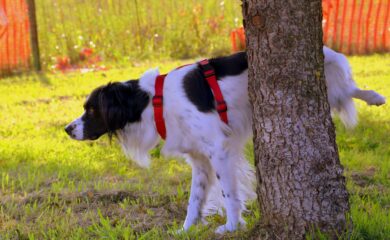 Hunde-Urin wegspülen: Wäre eine Wasserpflicht auch im Oberwallis denkbar?