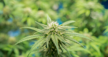 CBD-Hanf aus Ausserberg: Jetzt ist auch für den Hanf die Ernte angesagt