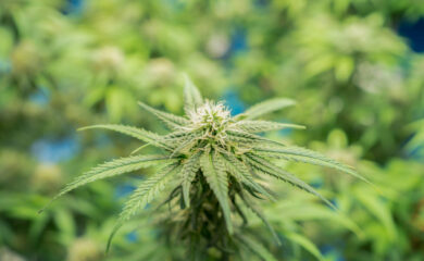 CBD-Hanf aus Ausserberg: Jetzt ist auch für den Hanf die Ernte angesagt