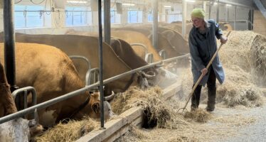 Das Leben der Bergbäuerin Claudia Jaggi aus Blatten hat sich seit dem Bergsturz stark verändert. Ihre Kühe sind in einem Stall in Susten untergebracht – dreissig Autominuten von ihr entfernt.