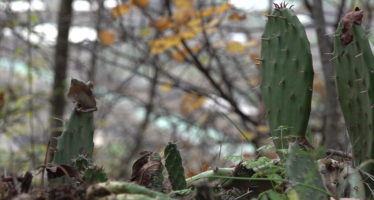 La réserve des Follatères met en lumière l’épineux problème des cactus invasifs