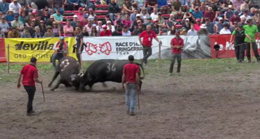 La Finale nationale des combats de reines pourrait migrer à Tourtemagne
