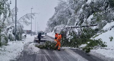 Neige d’avril: plus de 10% des forêts valaisannes impactées