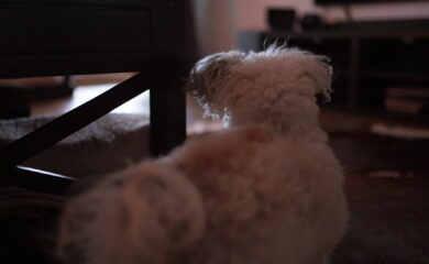 Silvesterlärm: Wenn Feuerwerk Tiere belastet