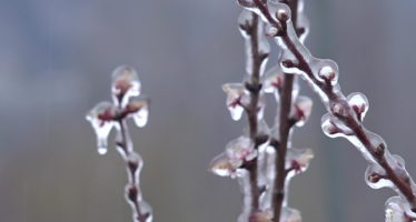 Frostfalle: Walliser Obstbauern kämpfen gegen die Kälte