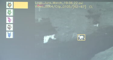 WolfCam, une IA contre le loup
