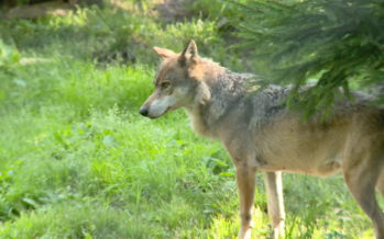 Dix nouveaux loups repérés en Valais au cours de l’année 2019