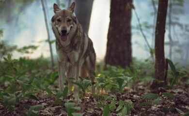 Tir du loup: le Conseil national assouplit les conditions