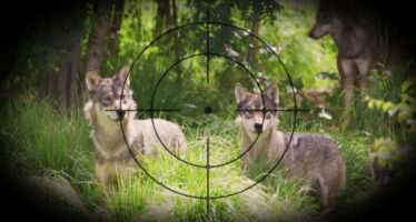 Loi sur la chasse: vers une double extension de l’autorisation de tir du loup