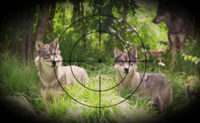 Loi sur la chasse: vers une double extension de l’autorisation de tir du loup