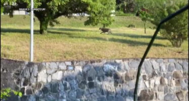 Un loup aperçu à Monthey
