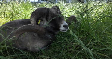 A Vétroz, des moutons au service de panneaux solaires