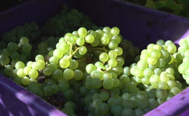 Vendanges 2025: La baisse des prix indicatifs définis par les encaveurs inquiète