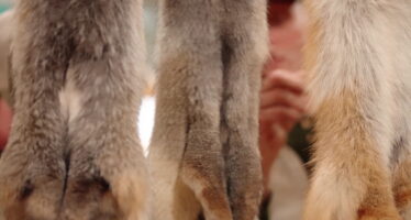Pelzfellmarkt: Handel, Handwerk und Tradition in Mörel
