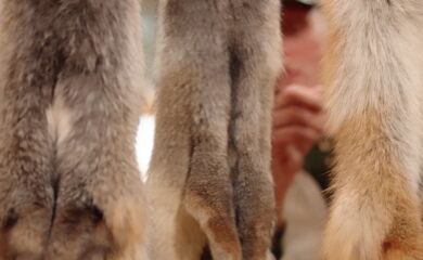 Pelzfellmarkt: Handel, Handwerk und Tradition in Mörel
