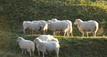 Les effets de la régulation proactive du loup en Valais