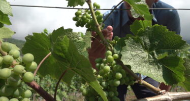 «Les Raisins de la colère» : le mouvement dénonce un soutien insuffisant de la part de la Confédération