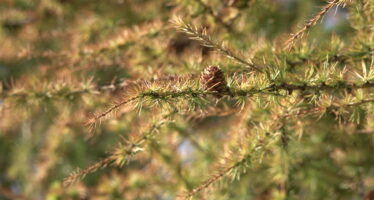 Sécheresse en forêt: «La situation reste très inquiétante»