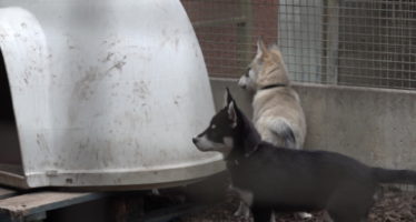 La SPA valaisanne construit son nouveau refuge et cherche des fonds