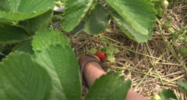 Agriculture : le bio en perte de vitesse