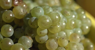 Peut – on encore sauver la viticulture valaisanne ?