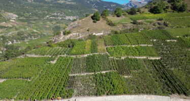 Vin et médicaments : la comparaison qui fâche